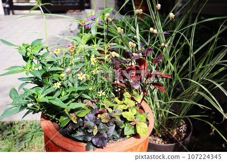 Autumn flower planting and pot in front of the entrance Autumn flower planting and pot in front of the entrance 107224345