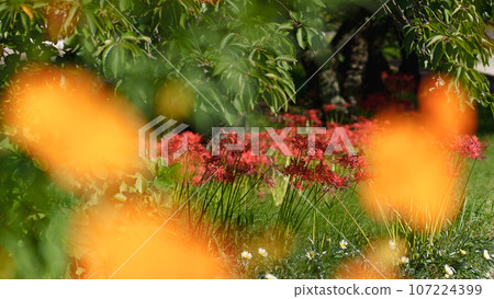 Front blur of red spider lily and yellow cosmos Front blur of red spider lily and yellow cosmos 107224399