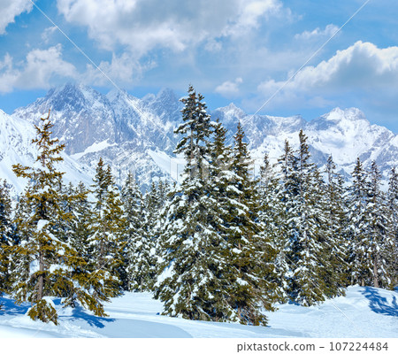 Winter mountain fir forest landscape Winter mountain fir forest landscape 107224484