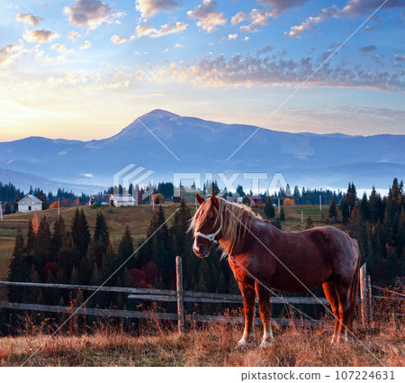 Horse and early morning autumn Carpathian mountain village, Ukraine. Horse and early morning autumn Carpathian mountain village, Ukraine. 107224631