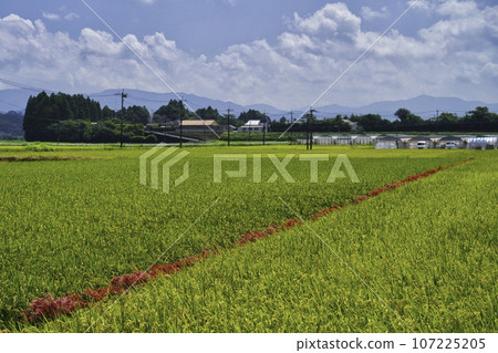 水稻和Higanbana 107225205