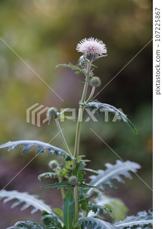 White thistle flower White thistle flower 107225867
