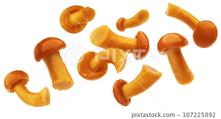 Pickled honey mushrooms isolated on white background with clipping path 107225892