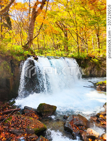 Oirase Stream (Autumn): Choshi Waterfall Oirase Stream (Autumn): Choshi Waterfall 107226016