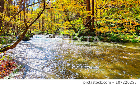 Oirase Stream (Autumn) Oirase Stream (Autumn) 107226255