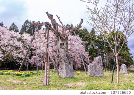 Dead cherry blossoms and second-generation trees in the Okitama Sakura Corridor in Shirataka Town, Yamagata Prefecture Dead cherry blossoms and second-generation trees in the Okitama Sakura Corridor in Shirataka Town, Yamagata Prefecture 107226690