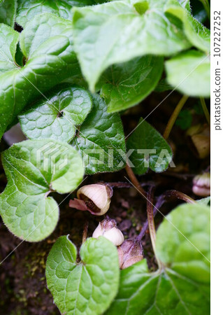 5027 雙葉錦葵 107227252