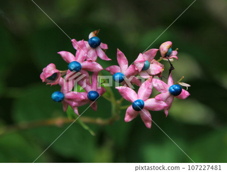 blue berry of the grass blue berry of the grass 107227481