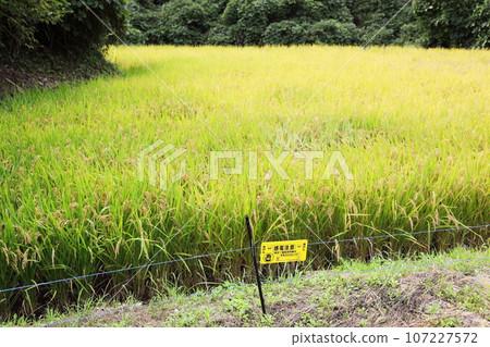 Paddy fields before harvesting with electric fences to prevent pests Paddy fields before harvesting with electric fences to prevent pests 107227572