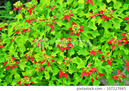 猩紅色的花朵（秋季、九月） 107227665