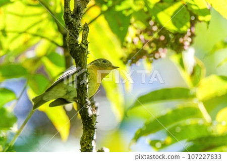 麥卷在透過樹葉的陽光下放鬆 107227833