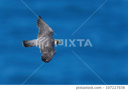 The back of a peregrine falcon flying leisurely with the Sea of Japan in the background The back of a peregrine falcon flying leisurely with the Sea of Japan in the background 107227836