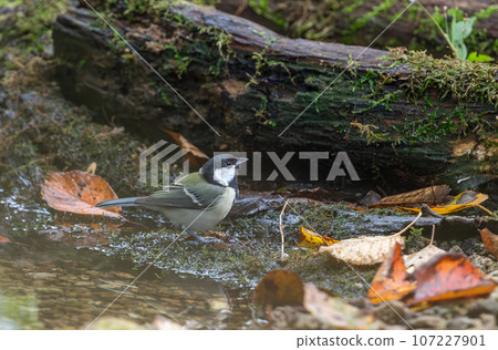 Great tit bathing on a hot day Great tit bathing on a hot day 107227901