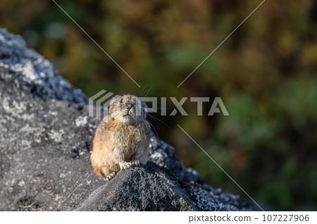 A pika resting its paws on a rock to see what's going on A pika resting its paws on a rock to see what's going on 107227906