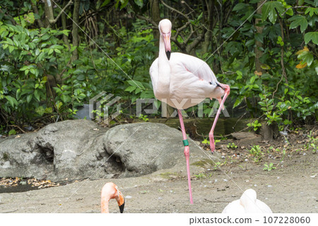 動物園風景火烈鳥宮城縣仙台市 動物園風景火烈鳥宮城縣仙台市 107228060