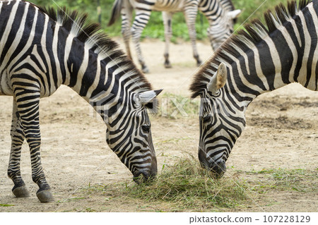Scenery of the zoo Zebra, Sendai City, Miyagi Prefecture Scenery of the zoo Zebra, Sendai City, Miyagi Prefecture 107228129
