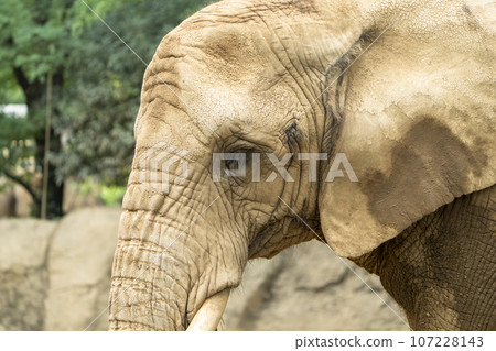 Zoo scenery African elephant Sendai City, Miyagi Prefecture Zoo scenery African elephant Sendai City, Miyagi Prefecture 107228143
