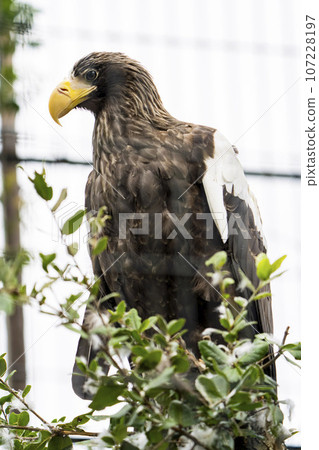 Scenery of the zoo Steller's sea eagle Sendai City, Miyagi Prefecture Scenery of the zoo Steller's sea eagle Sendai City, Miyagi Prefecture 107228197
