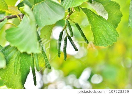 Green alder male flower buds (autumn, September) Green alder male flower buds (autumn, September) 107228259