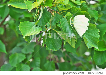Green alder male flower buds (autumn, September) Green alder male flower buds (autumn, September) 107228261