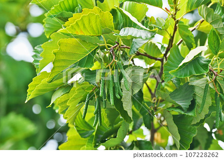 Green alder male flower buds (autumn, September) 107228262