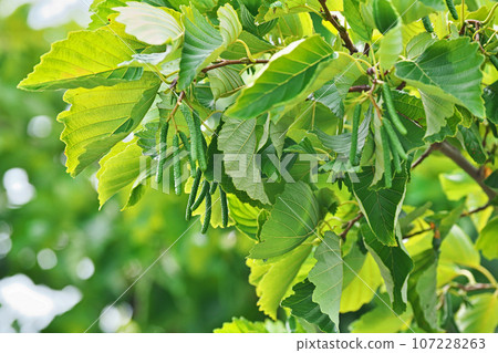 Green alder male flower buds (autumn, September) Green alder male flower buds (autumn, September) 107228263