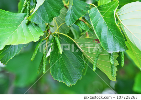 綠榿木雄花蕾（秋季、九月） 107228265