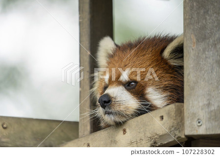 Zoo scenery Red panda Sendai City, Miyagi Prefecture Zoo scenery Red panda Sendai City, Miyagi Prefecture 107228302