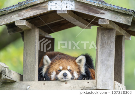Zoo scenery Red panda Sendai City, Miyagi Prefecture 107228303