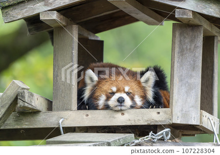 Zoo scenery Red panda Sendai City, Miyagi Prefecture 107228304