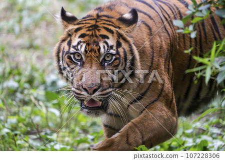 Zoo scenery Sumatran tiger Taihaku-ku, Sendai 107228306