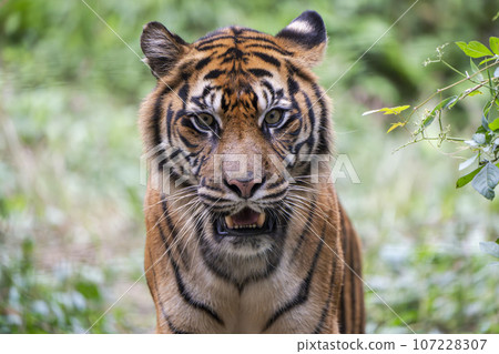 Zoo scenery Sumatran tiger Taihaku-ku, Sendai 107228307