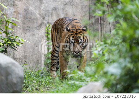 Zoo scenery Sumatran tiger Taihaku-ku, Sendai 107228310