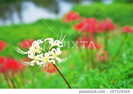 White flowers among red amaryllis (autumn, September) White flowers among red amaryllis (autumn, September) 107228569