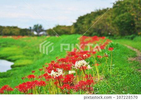 White flowers among red amaryllis (autumn, September) White flowers among red amaryllis (autumn, September) 107228570