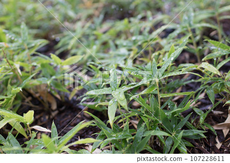 wet bamboo leaves wet bamboo leaves 107228611