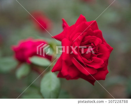 A red rose 107228788