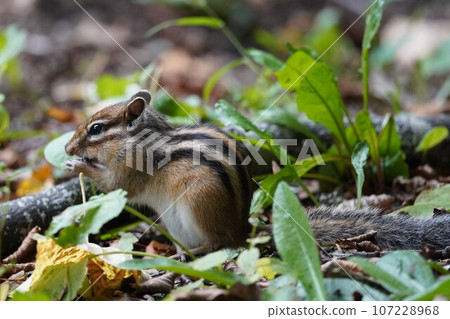 Mogumogu♪可愛的圓背花栗鼠 Mogumogu♪可愛的圓背花栗鼠 107228968