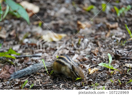 你要買什麼？可愛的花栗鼠 107228969