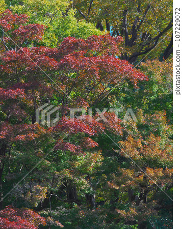 有棲川公園色彩繽紛的秋葉自然風光 107229072