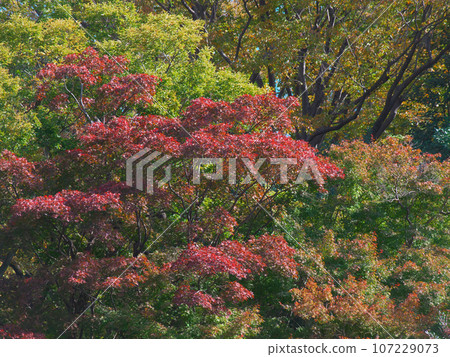 有棲川公園色彩繽紛的秋葉自然風光 107229073