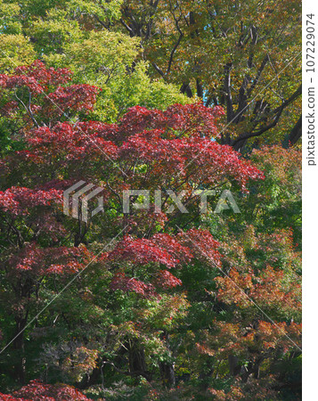 Colorful autumn leaves at Arisugawa Park Natural scenery 107229074