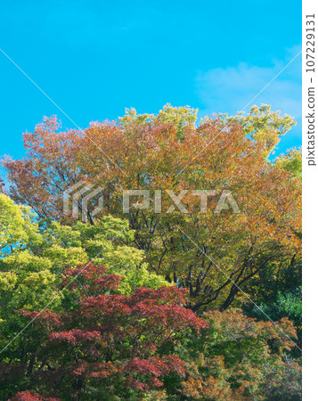 有棲川公園色彩繽紛的秋葉自然風光 107229131