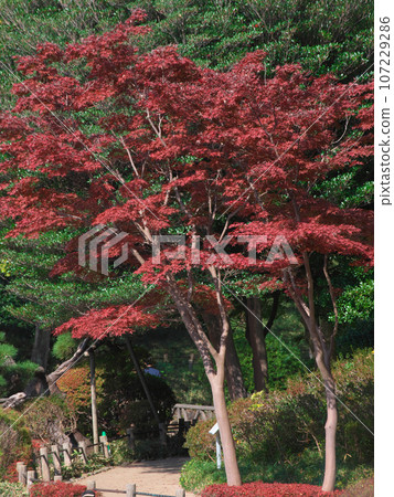 Autumn leaves at Arisugawa Park Natural scenery Autumn leaves at Arisugawa Park Natural scenery 107229286