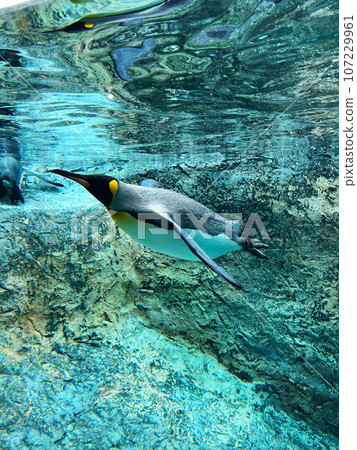 Penguins swimming freely in the water Penguins swimming freely in the water 107229961