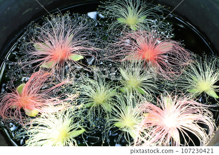 Tsurumi Ryokuchi Park Sakuyakonohanakan Sagaribana Tsurumi Ryokuchi Park Sakuyakonohanakan Sagaribana 107230421