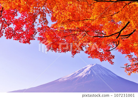 Autumn leaves and Mt. Fuji 107231001