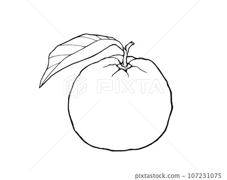 帶葉子的柚子的簡單線條畫插圖 107231075