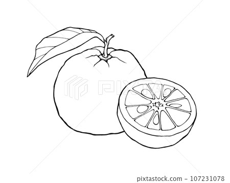Simple line drawing illustration of yuzu (whole and cut in half) 107231078