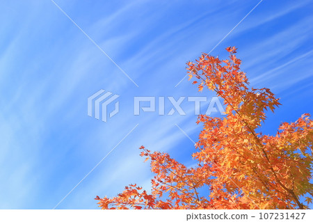 Autumn maple leaves and clouds 107231427